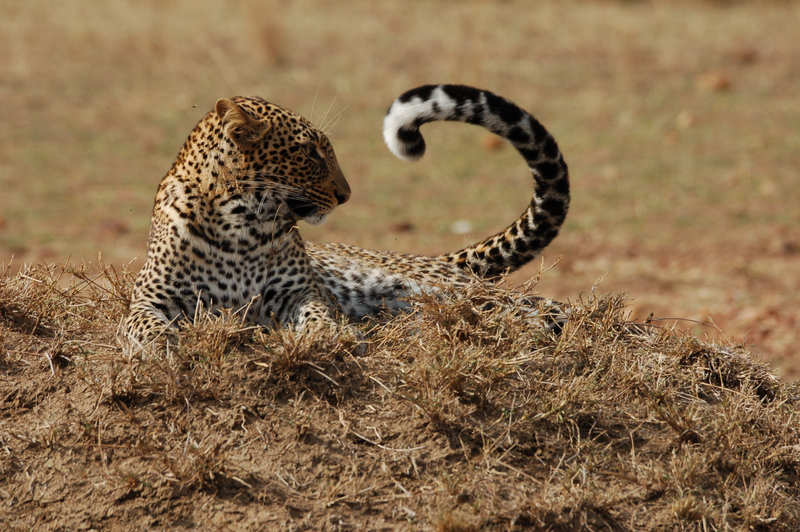 Illustration for article titled Out of Africa. More Leopards.